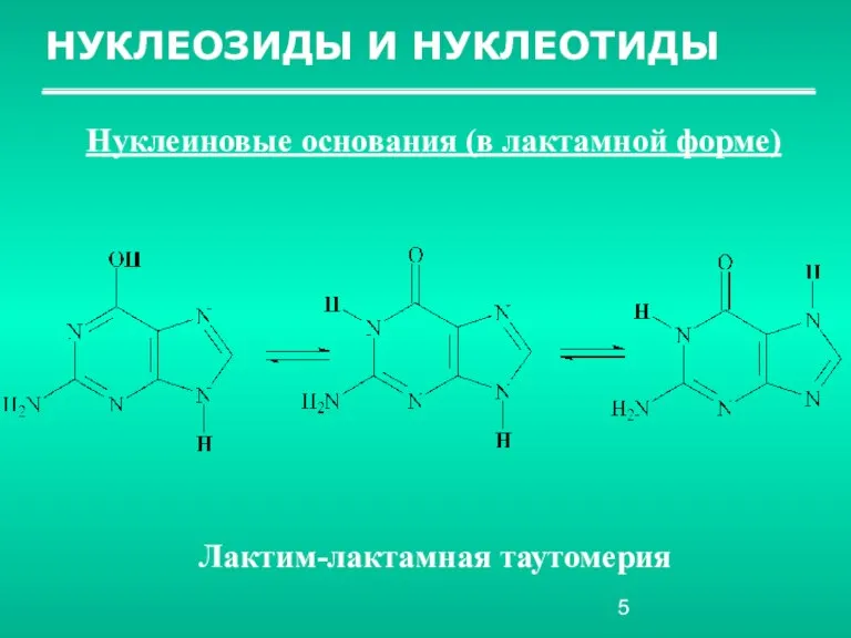 НУКЛЕОЗИДЫ И НУКЛЕОТИДЫ Нуклеиновые основания (в лактамной форме) Лактим-лактамная таутомерия