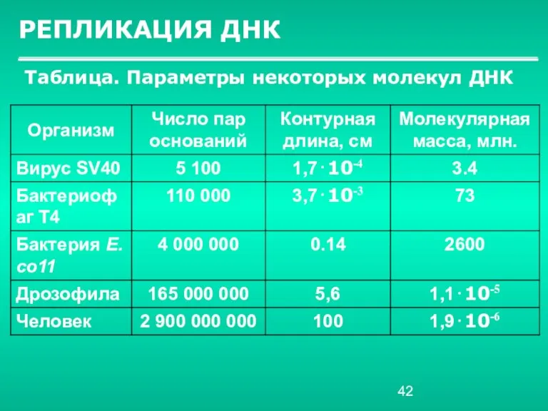 РЕПЛИКАЦИЯ ДНК Таблица. Параметры некоторых молекул ДНК