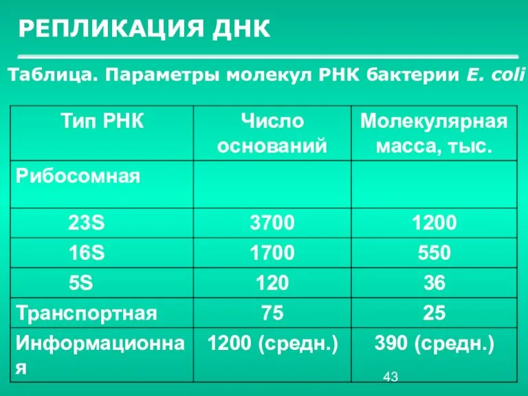 РЕПЛИКАЦИЯ ДНК Таблица. Параметры молекул РНК бактерии Е. соli