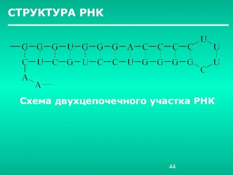 СТРУКТУРА РНК Схема двухцепочечного участка РНК