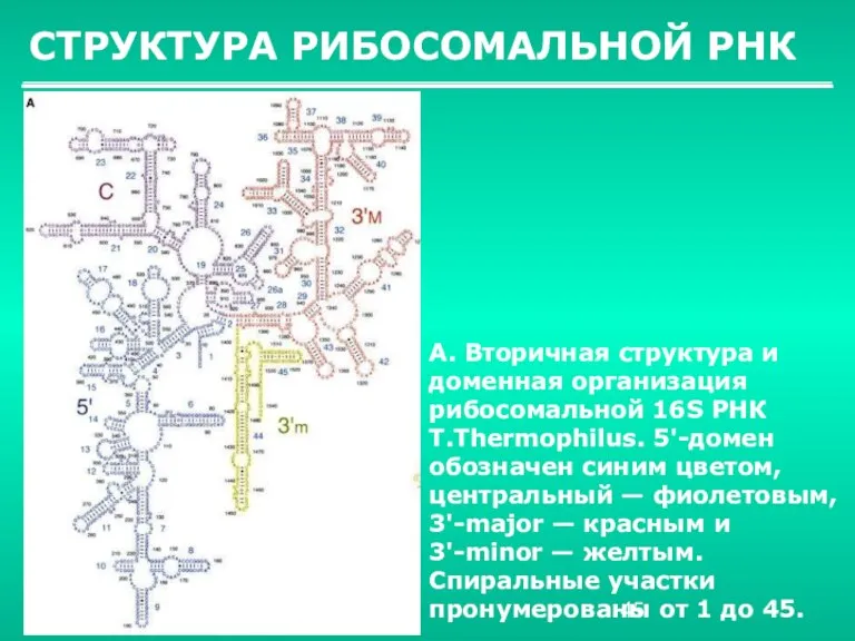СТРУКТУРА РИБОСОМАЛЬНОЙ РНК А. Вторичная структура и доменная организация рибосомальной 16S РНК