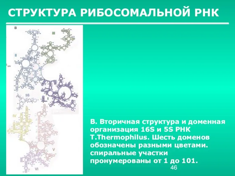 СТРУКТУРА РИБОСОМАЛЬНОЙ РНК B. Вторичная структура и доменная организация 16S и 5S