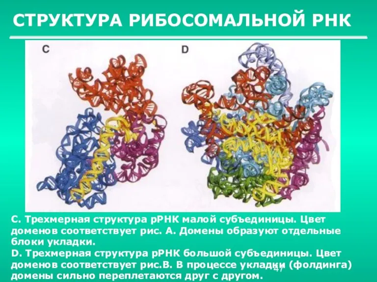 СТРУКТУРА РИБОСОМАЛЬНОЙ РНК C. Трехмерная структура рРНК малой субъединицы. Цвет доменов соответствует