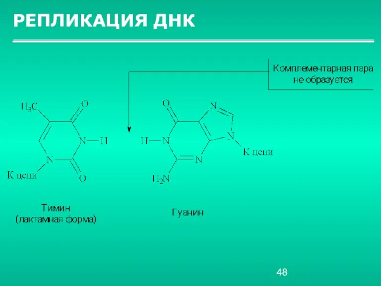 РЕПЛИКАЦИЯ ДНК