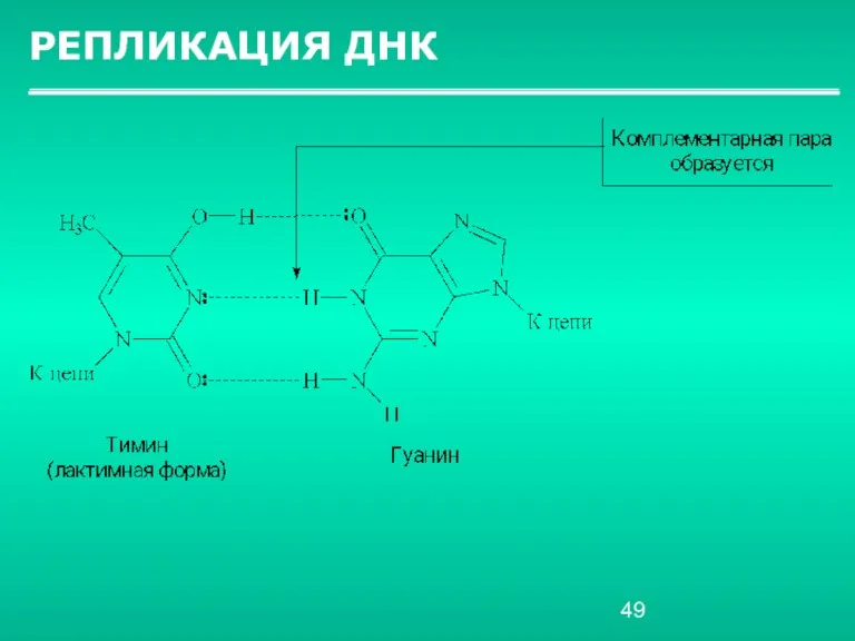 РЕПЛИКАЦИЯ ДНК