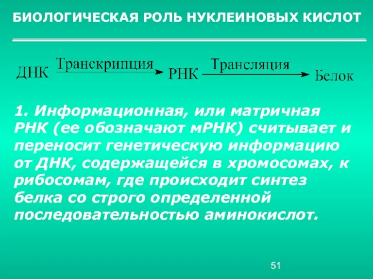 БИОЛОГИЧЕСКАЯ РОЛЬ НУКЛЕИНОВЫХ КИСЛОТ 1. Информационная, или матричная РНК (ее обозначают мРНК)