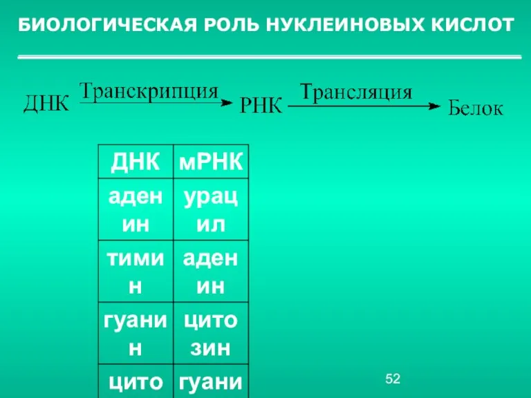 БИОЛОГИЧЕСКАЯ РОЛЬ НУКЛЕИНОВЫХ КИСЛОТ