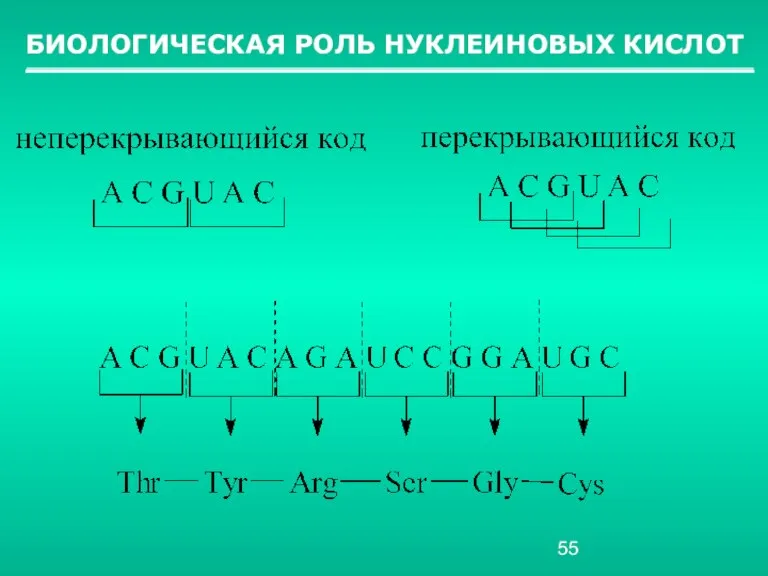 БИОЛОГИЧЕСКАЯ РОЛЬ НУКЛЕИНОВЫХ КИСЛОТ