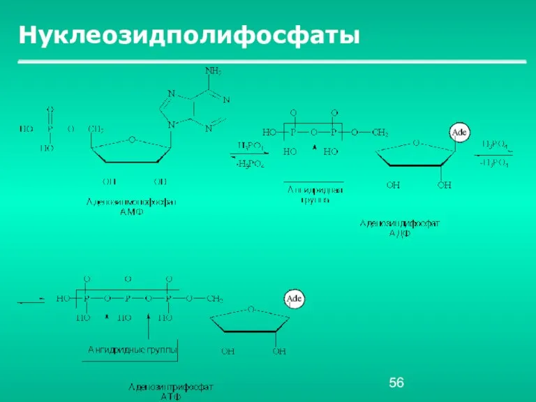 Нуклеозидполифосфаты