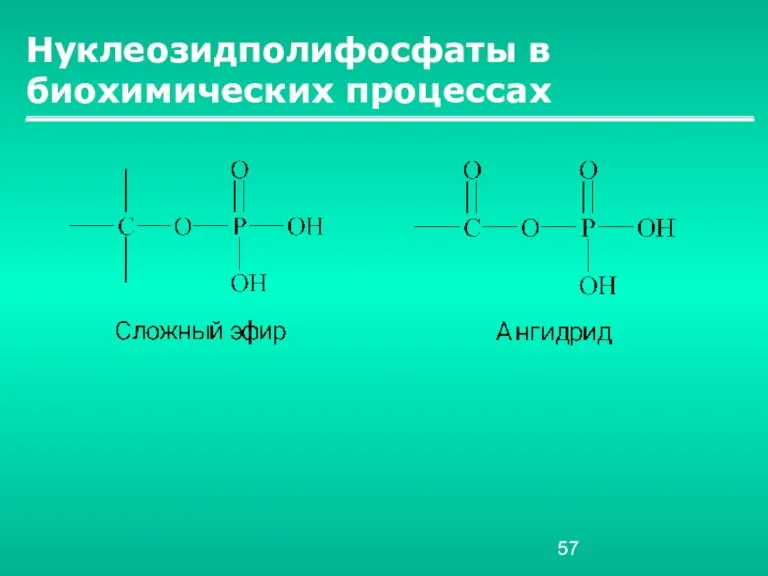 Нуклеозидполифосфаты в биохимических процессах