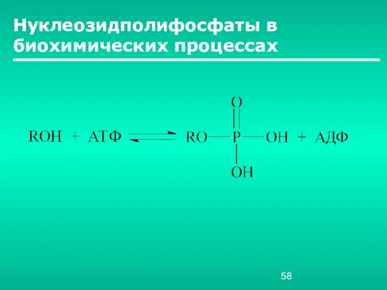 Нуклеозидполифосфаты в биохимических процессах