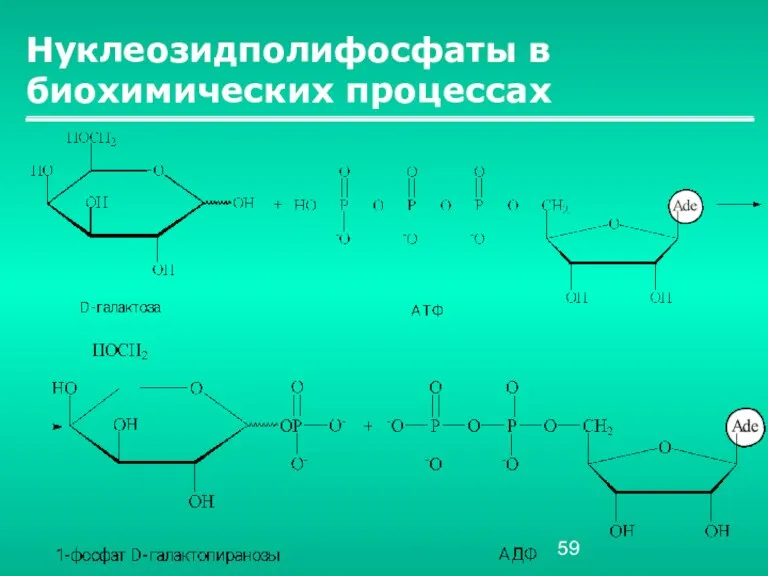 Нуклеозидполифосфаты в биохимических процессах