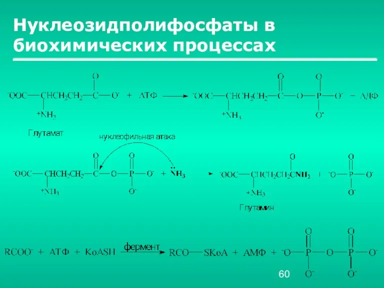 Нуклеозидполифосфаты в биохимических процессах