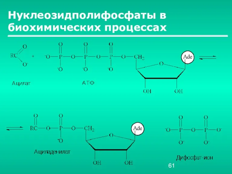 Нуклеозидполифосфаты в биохимических процессах