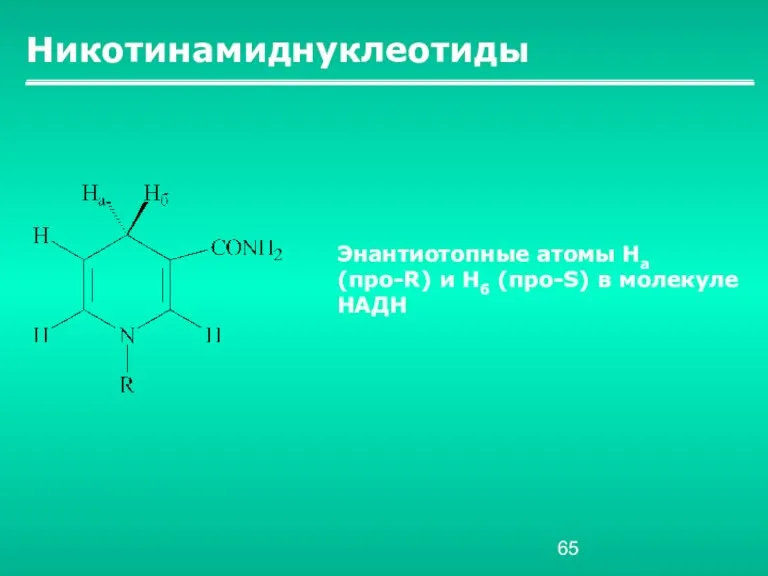 Никотинамиднуклеотиды Энантиотопные атомы Hа (про-R) и Нб (про-S) в молекуле НАДН