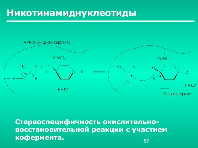 Никотинамиднуклеотиды Стереоспецифичность окислительно-восстановительной реакции с участием кофермента.