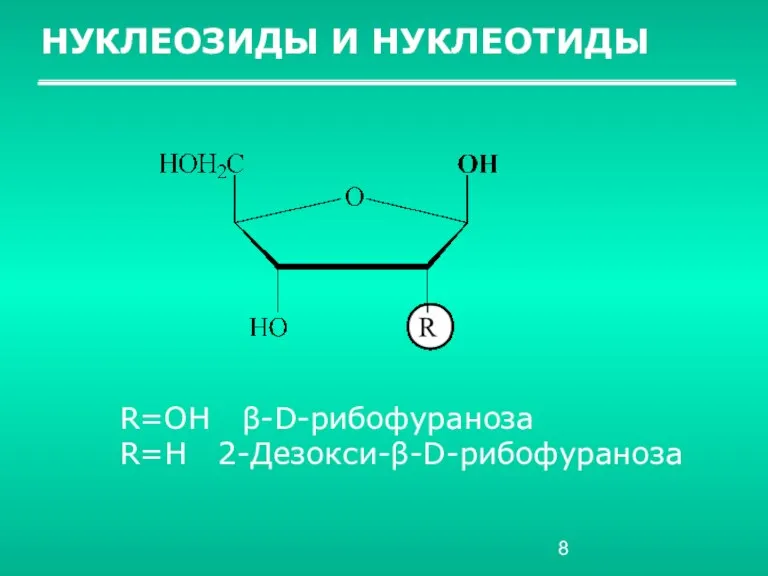 НУКЛЕОЗИДЫ И НУКЛЕОТИДЫ R=OH β-D-рибофураноза R=H 2-Дезокси-β-D-рибофураноза