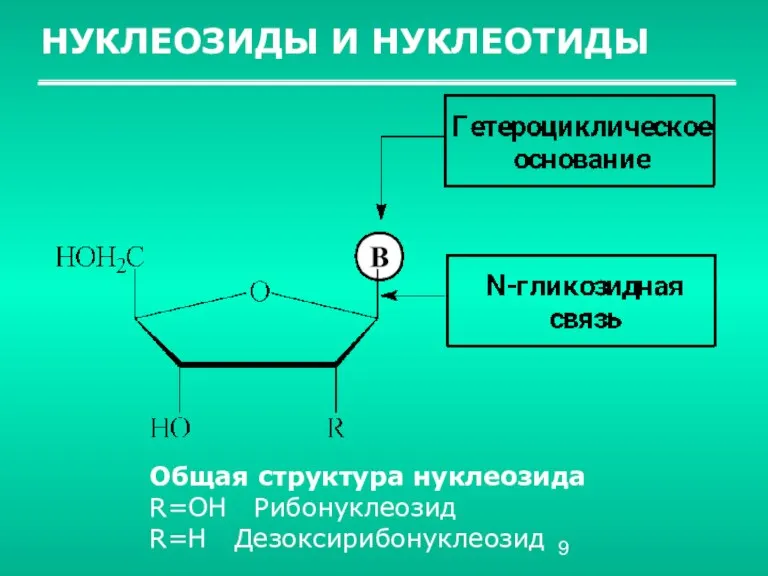 НУКЛЕОЗИДЫ И НУКЛЕОТИДЫ Общая структура нуклеозида R=OH Рибонуклеозид R=H Дезоксирибонуклеозид