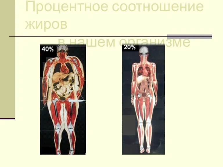 Процентное соотношение жиров в нашем организме