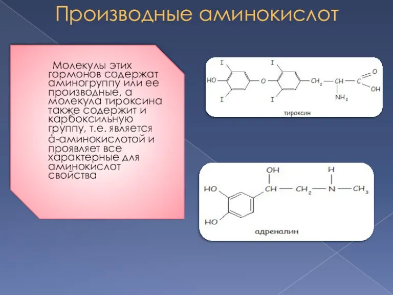 Производные аминокислот Молекулы этих гормонов содержат аминогруппу или ее производные, а молекула