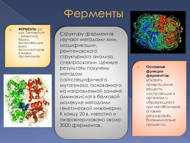 Ферменты ФЕРМЕНТЫ (от лат. fermentum - закваска)- белки, выполняющие роль катализаторов в