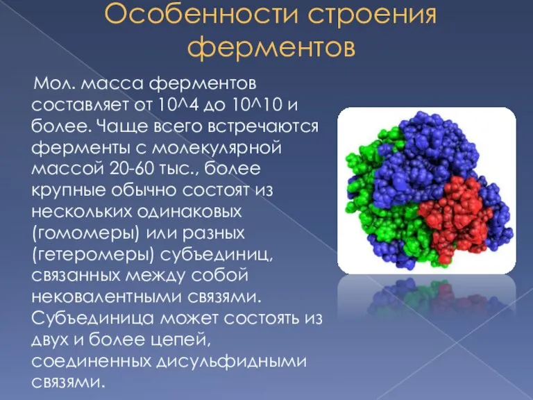 Особенности строения ферментов Мол. масса ферментов составляет от 10^4 до 10^10 и