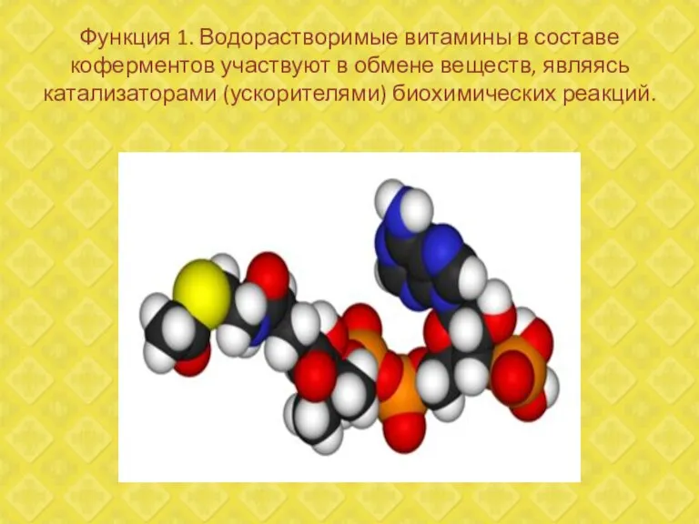 Функция 1. Водорастворимые витамины в составе коферментов участвуют в обмене веществ, являясь катализаторами (ускорителями) биохимических реакций.