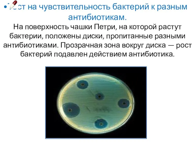 Тест на чувствительность бактерий к разным антибиотикам. На поверхность чашки Петри, на