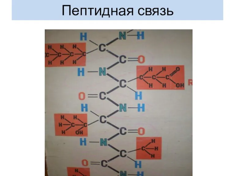 Пептидная связь