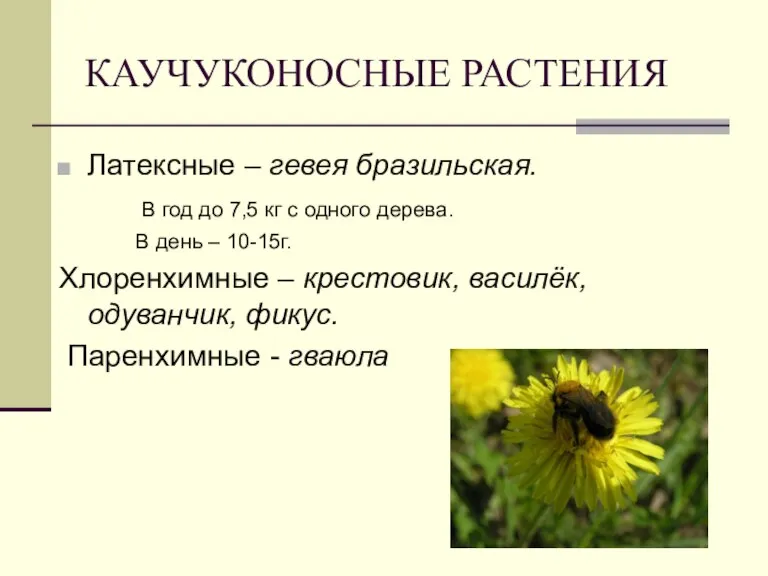 КАУЧУКОНОСНЫЕ РАСТЕНИЯ Латексные – гевея бразильская. В год до 7,5 кг с