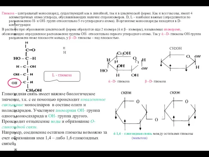 Гликозидная связь имеет важное биологическое значение, т.к. с ее помощью происходит ковалентное