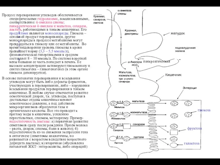 галактоза Процесс переваривания углеводов обеспечивается специфическими гидролазами, локализованными, соответственно: ά-амилаза слюны; панкреатическая