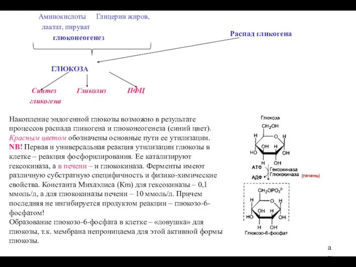 Накопление эндогенной глюкозы возможно в результате процессов распада гликогена и глюконеогенеза (синий