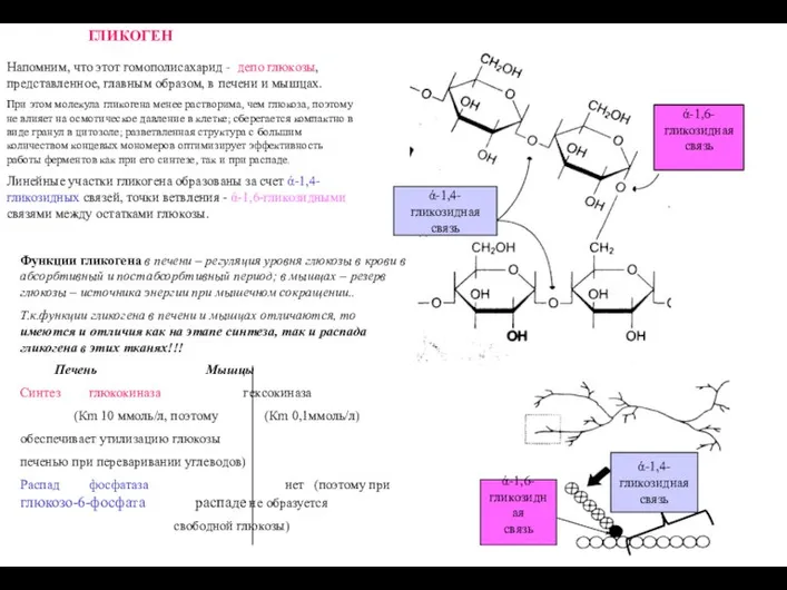 ГЛИКОГЕН ά-1,6- гликозидная связь ά-1,4- гликозидная связь Напомним, что этот гомополисахарид -