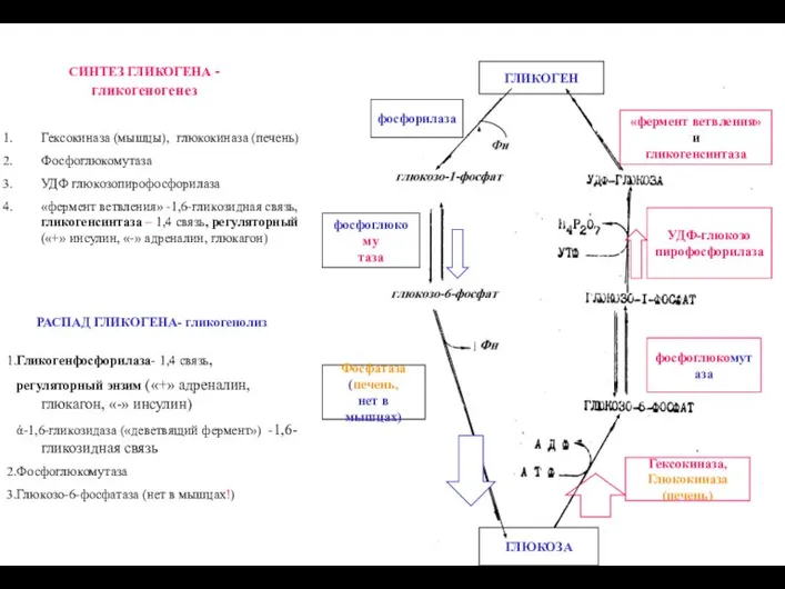 СИНТЕЗ ГЛИКОГЕНА - гликогеногенез «фермент ветвления» и гликогенсинтаза фосфоглюкомутаза Гексокиназа, Глюкокиназа (печень)