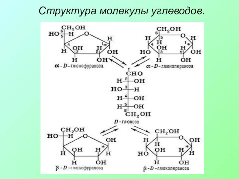 Структура молекулы углеводов.