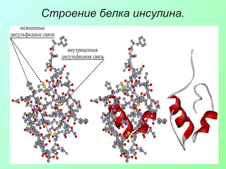 Строение белка инсулина.