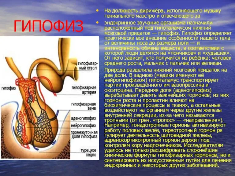 ГИПОФИЗ На должность дирижёра, исполняющего музыку гениального маэстро и отвечающего за эндокринное