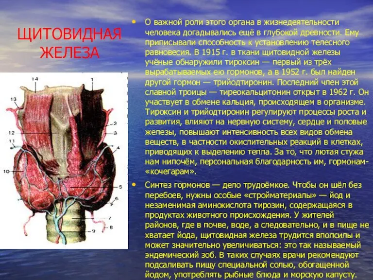 ЩИТОВИДНАЯ ЖЕЛЕЗА О важной роли этого органа в жизнедеятельности человека догады­вались ещё