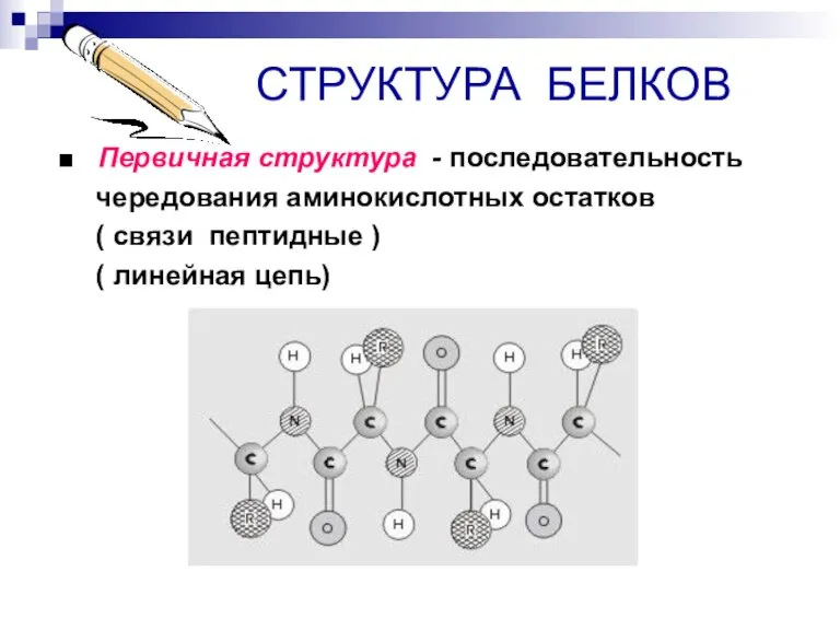 СТРУКТУРА БЕЛКОВ ■ Первичная структура - последовательность чередования аминокислотных остатков ( связи