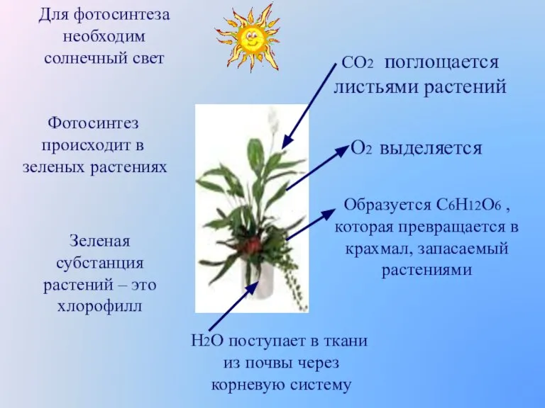 Для фотосинтеза необходим солнечный свет Фотосинтез происходит в зеленых растениях Зеленая субстанция