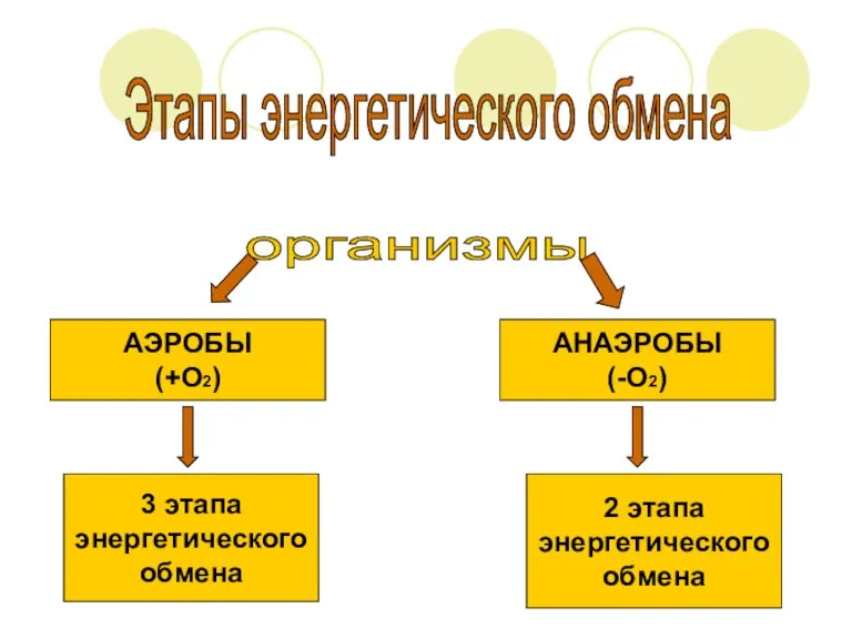 Этапы энергетического обмена организмы АЭРОБЫ (+О2) АНАЭРОБЫ (-О2) 3 этапа энергетического обмена 2 этапа энергетического обмена