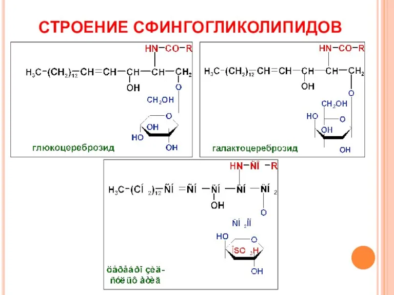 СТРОЕНИЕ СФИНГОГЛИКОЛИПИДОВ