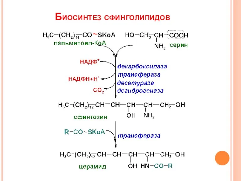 Биосинтез сфинголипидов ~