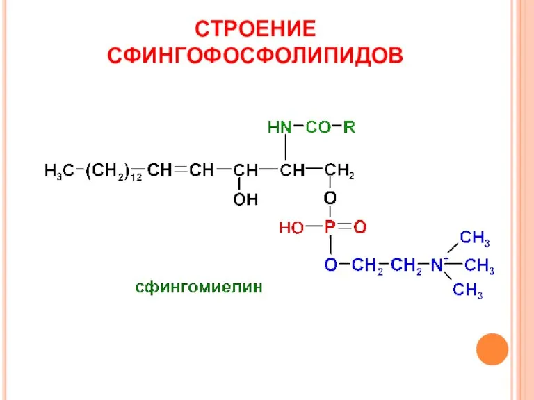 СТРОЕНИЕ СФИНГОФОСФОЛИПИДОВ