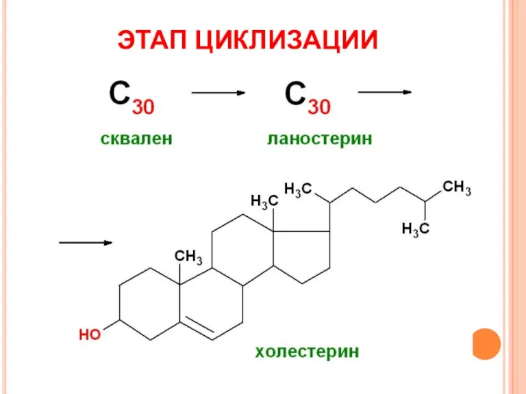 ЭТАП ЦИКЛИЗАЦИИ