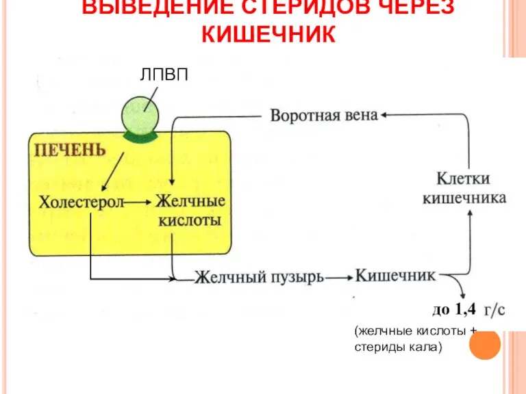 ВЫВЕДЕНИЕ СТЕРИДОВ ЧЕРЕЗ КИШЕЧНИК ЛПВП до 1,4 (желчные кислоты + стериды кала)