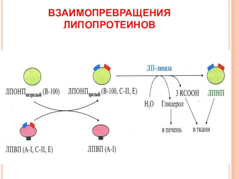 ВЗАИМОПРЕВРАЩЕНИЯ ЛИПОПРОТЕИНОВ