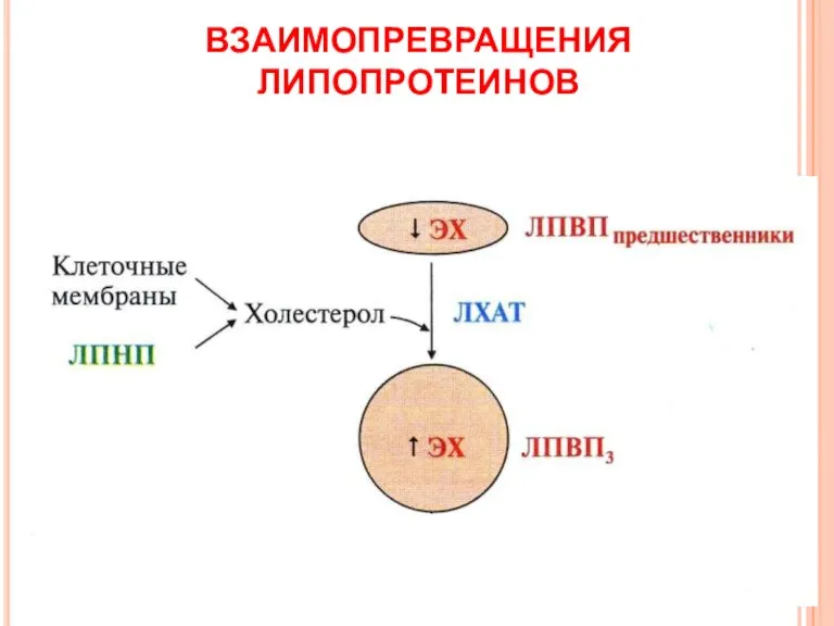 ВЗАИМОПРЕВРАЩЕНИЯ ЛИПОПРОТЕИНОВ