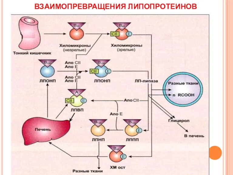 ВЗАИМОПРЕВРАЩЕНИЯ ЛИПОПРОТЕИНОВ